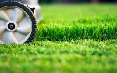 Everything You Should Know About Mowing And Your Grass