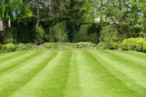 Straight mowing lines in backyard lawn in McKinney, TX