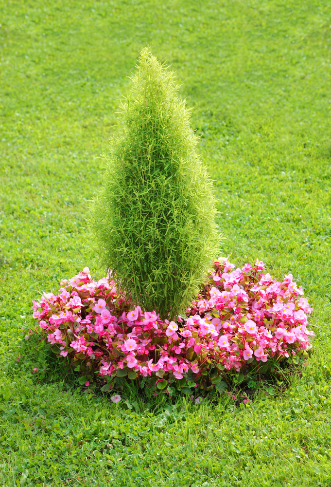 tapered topiary surrounded by pink flowers