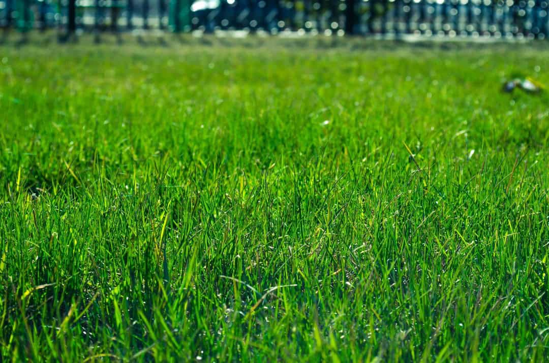  Don’t wait to get the best lawn care in Frisco, TX.
