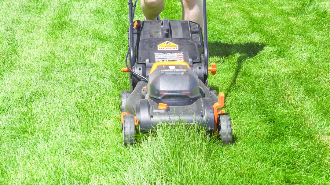 A healthy green lawn.