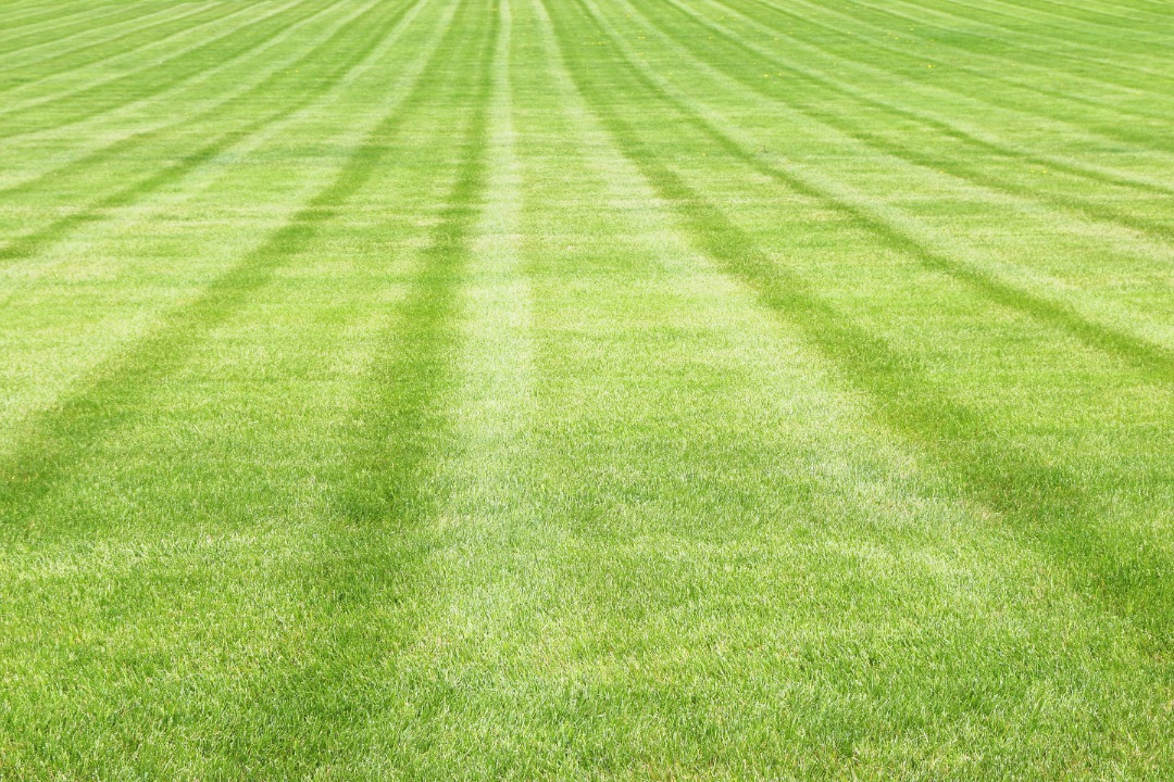 The perfect lawn.