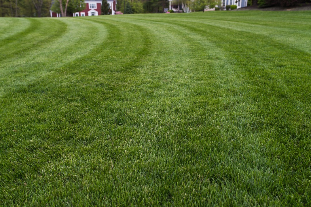 A close shot of perfectly cut grass.