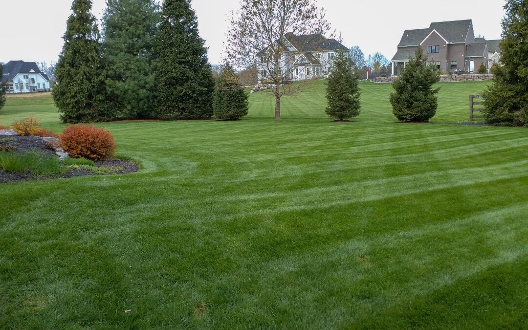 How Low Should You Be Cutting Your Grass to Get Perfect Growth?