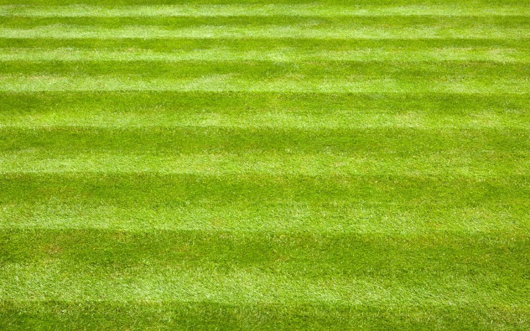 Pro Lawn Mowing vs. Amateur: Key Differences Explained