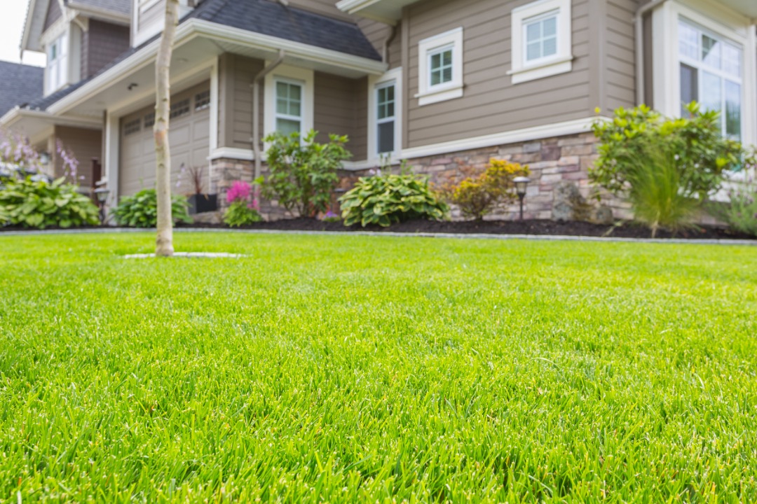 Close-up of green lawn in front of suburban home with decorative landscaping, fresh mulch, and well-trimmed bushes.