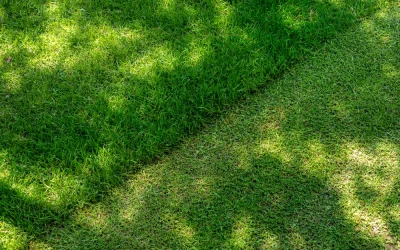 Smart Lawn Mowing Habits Before Winter Stress Hits Yards Hard